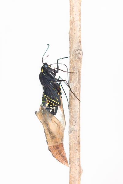 Black Swallowtail Eclosure, Brown Chrysalis