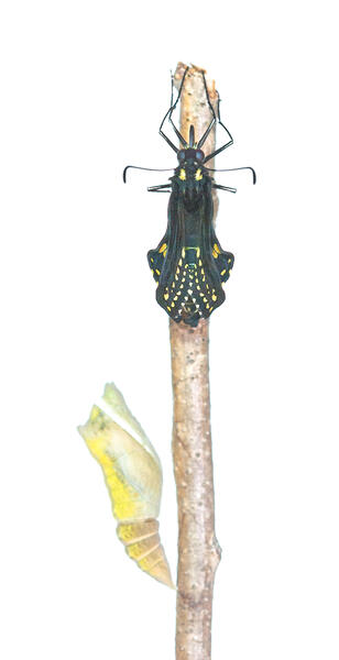 New Black Swallowtail with Chrysalis