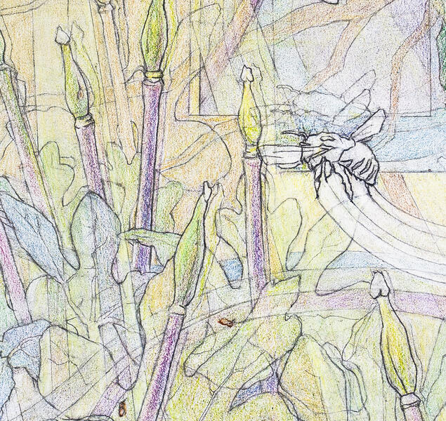 Detail 2 - Bumblebee Flying Among Bloodroot Seedpods