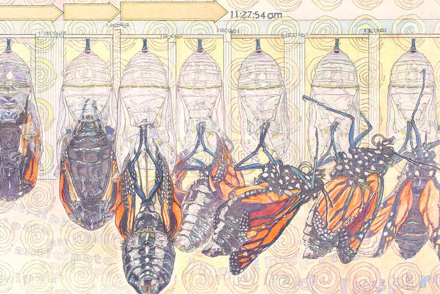 Detail 3: Butterfly Emergence Stages