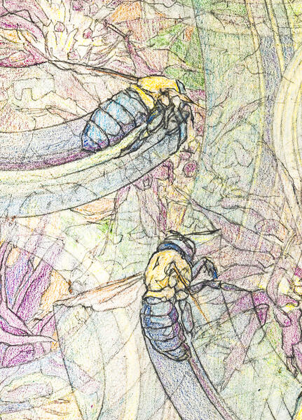 Detail 3 - Two Carpenter Bees Landing on Monarda
