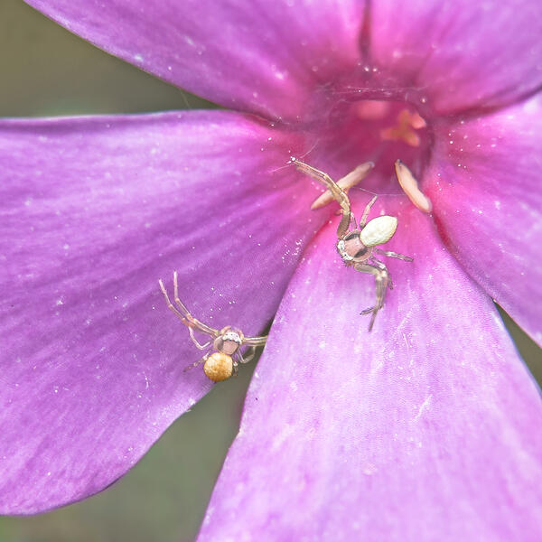 Two Small Crab Spiders on Phlox