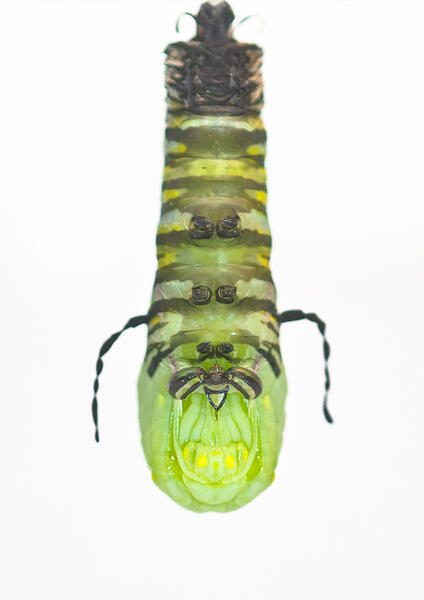 Monarch Caterpillar Transforming into a Chrysalis