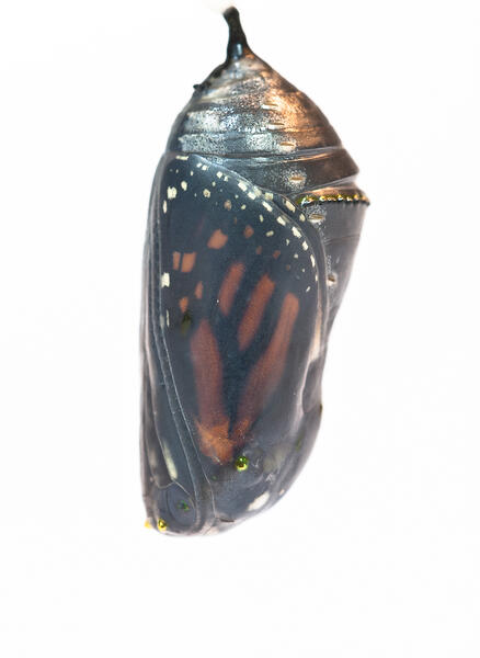 Monarch Chrysalis Just Prior to Eclosure of the Butterfly