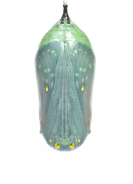 Monarch Chrysalis Color Stage