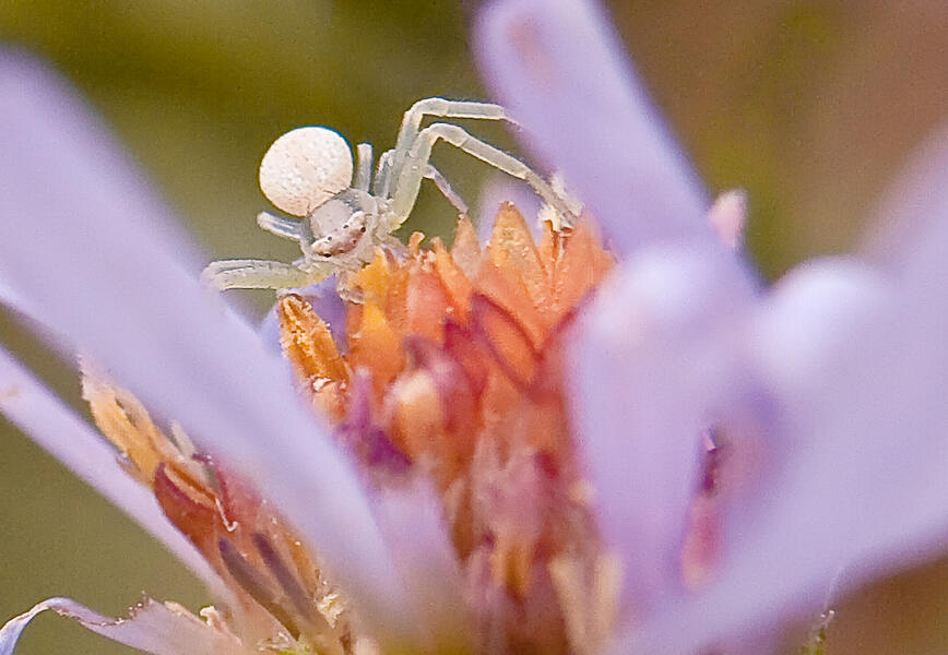 Small Crab Spider on New York Aster