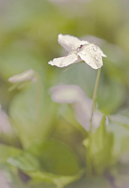 Small Spider on Sweet White Violet