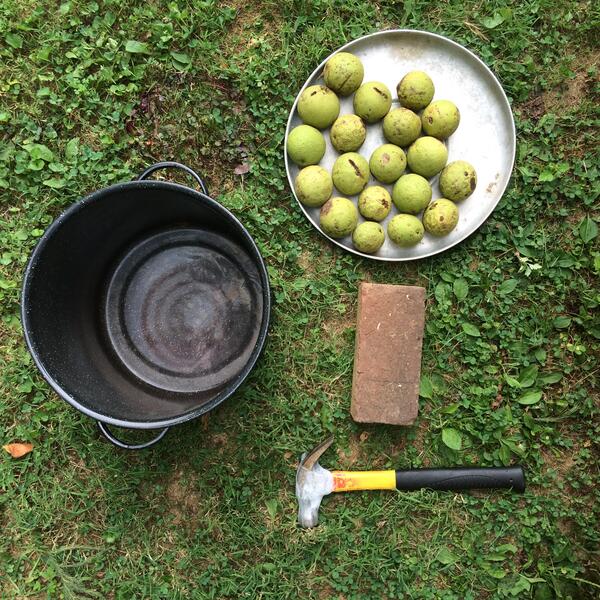 foraged black walnuts
