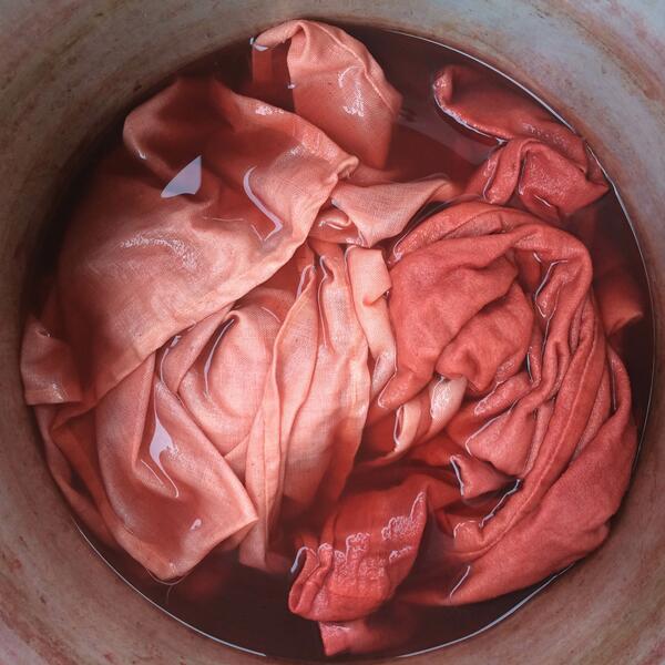 Plant dye process shot