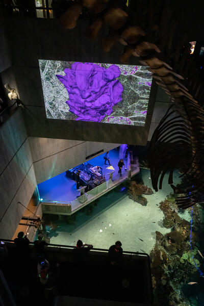 Musicians performing in the aquarium next to open water