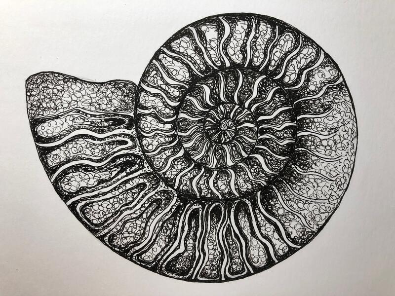 Ammonite #3