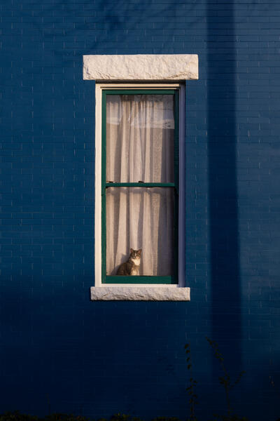 Cat In the Window, 2021