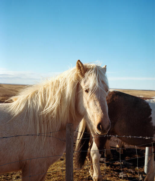 Horse In Iceland, 2022