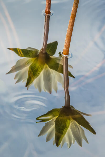 Reflected Lilies