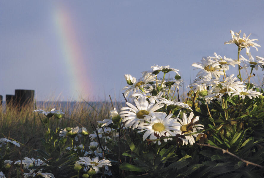 1466.rainbow daisies.cr_.jpg