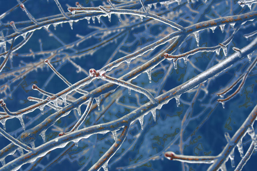 271.blue ice on branch.jpg