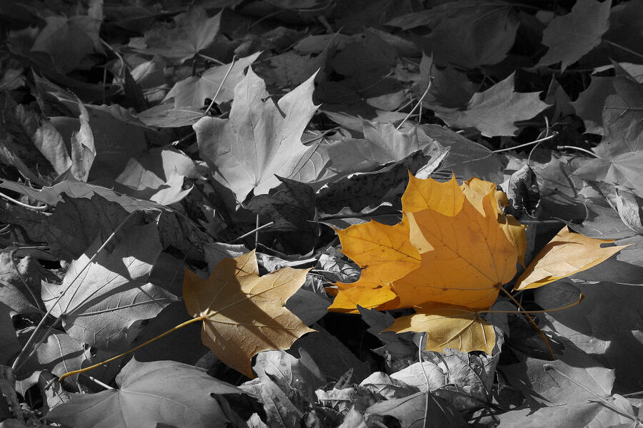 Fall Leaves .jpg