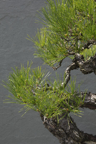 pine, bonsai