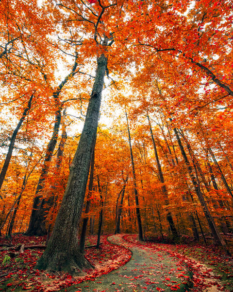 Autumn Walk In The Woods
