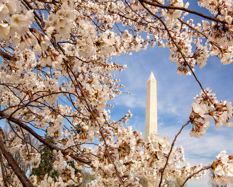 Cherry Blossoms and Washington Monument