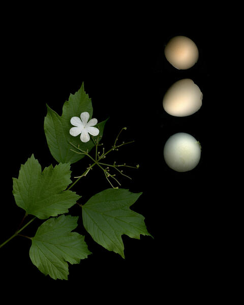 Ephemeral Permanence #2
