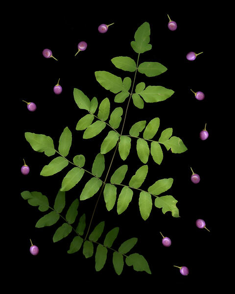 Ephemeral Permanence #4
