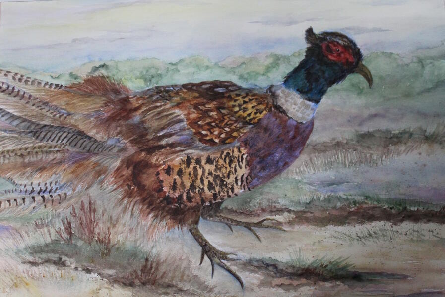 Pheasant, bird, watercolor, texture, feathers