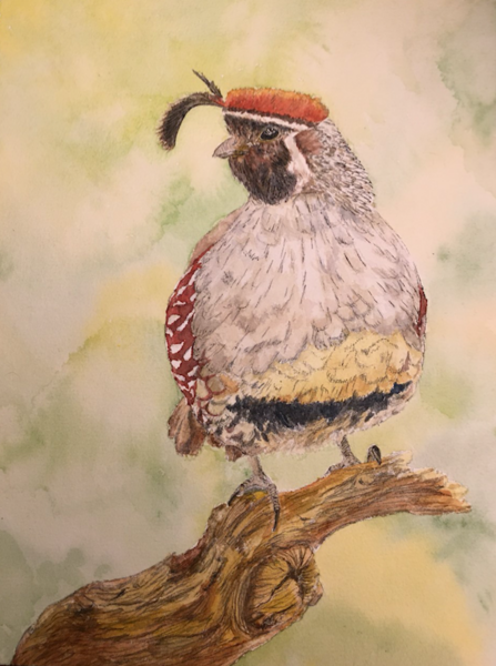 Watercolor painting of a quail in a natural setting