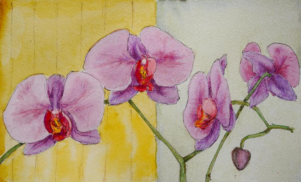 Purple Orchids