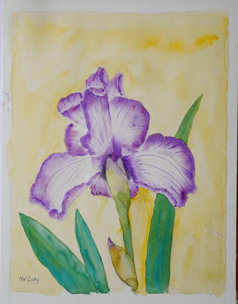 Light Purple Iris