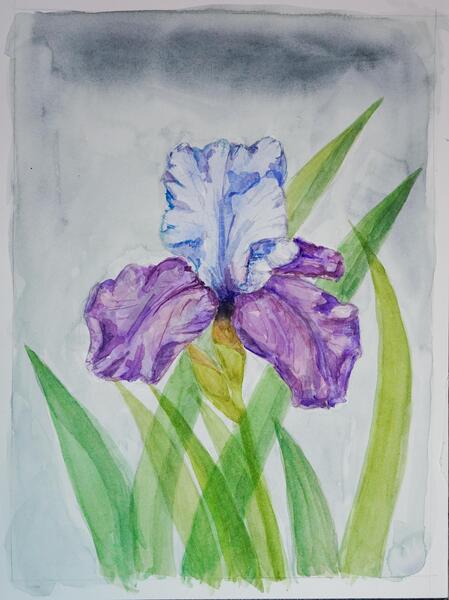 Light Blue and Purple Iris