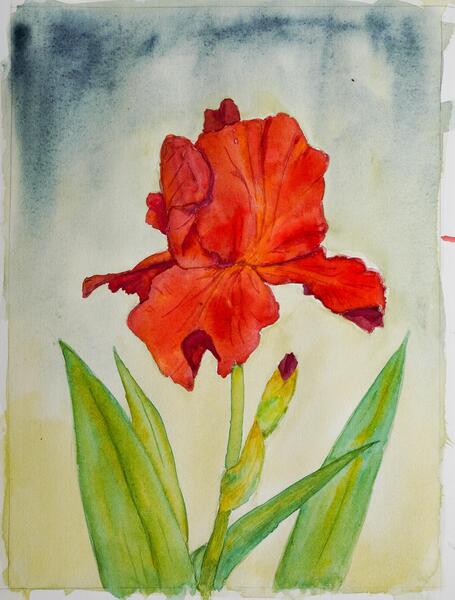 Red Iris