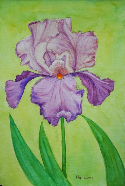 Light Blue and Purple Iris