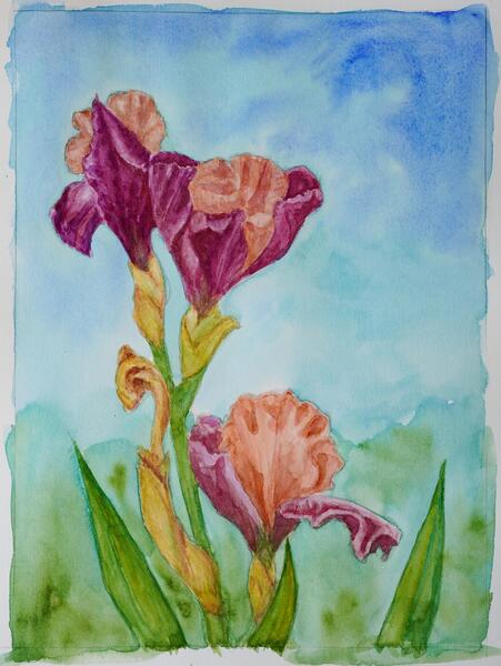 Three Orange and Purple Irises