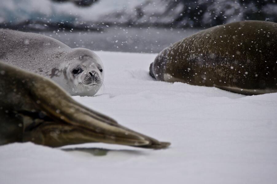 The Lone Gray Seal