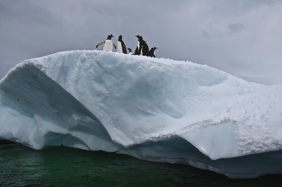 Penguins Atop Iceberg