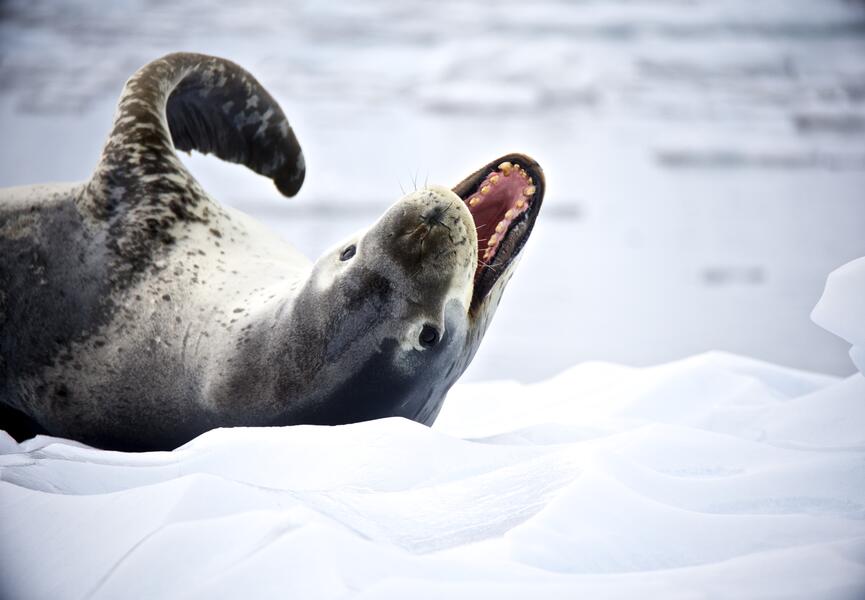 Seal Fangs