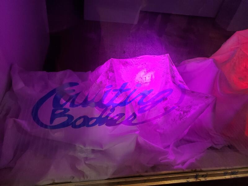 pink/ purple reflective window film spelling the title "Fruiting Bodies"