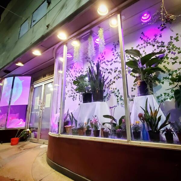 Plant installation with purple lighting in a large window