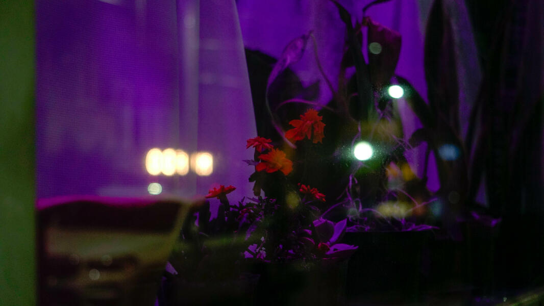 orange plant purple background in a window