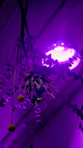 purple led light behind hanging dried flowers