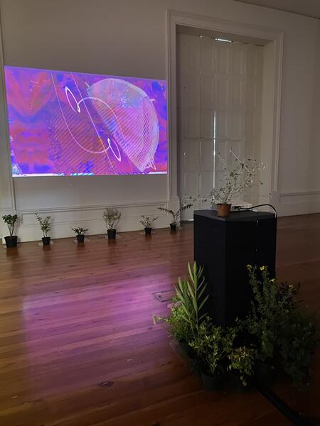 abstract projections and Portuguese plants