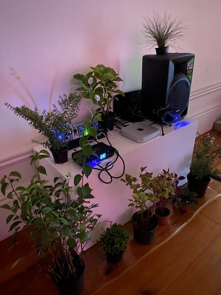 Plants and electronic instruments