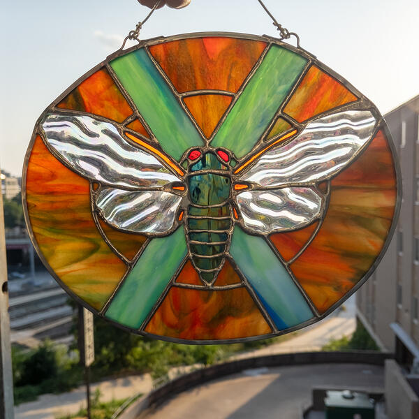 Cicada with streaky rainbow patern emanating from center