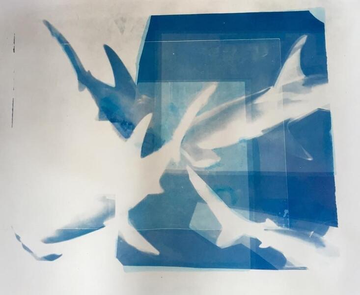 Shark Criss Cross