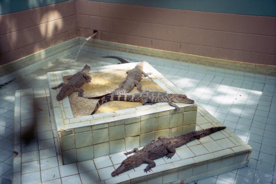 Central Florida Alligator Farm