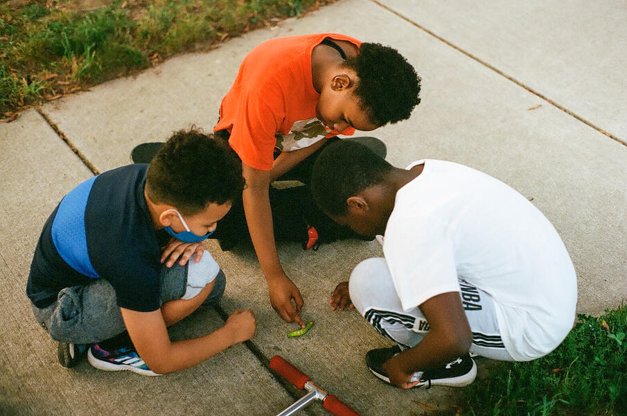 Curiosity: Killing the Caterpillar 