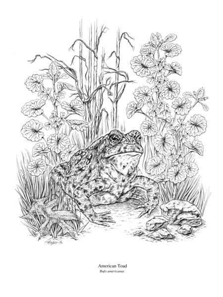 American Toad Pen and Ink