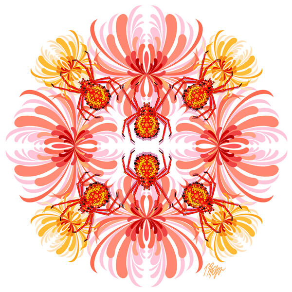 Chrysanthemum Spider Nature Mandala
