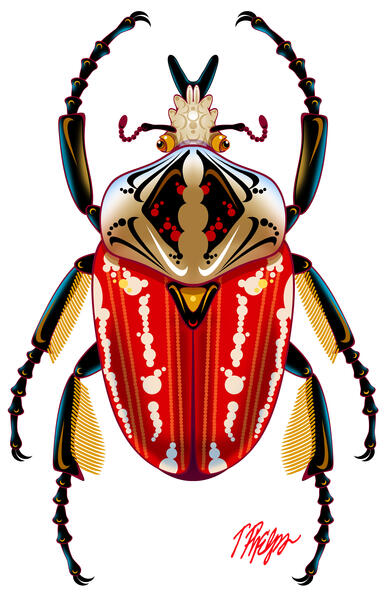 Red Goliath Beetle Detail